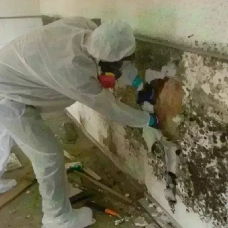 Mold Remediation and Removal in Greensburg, OH